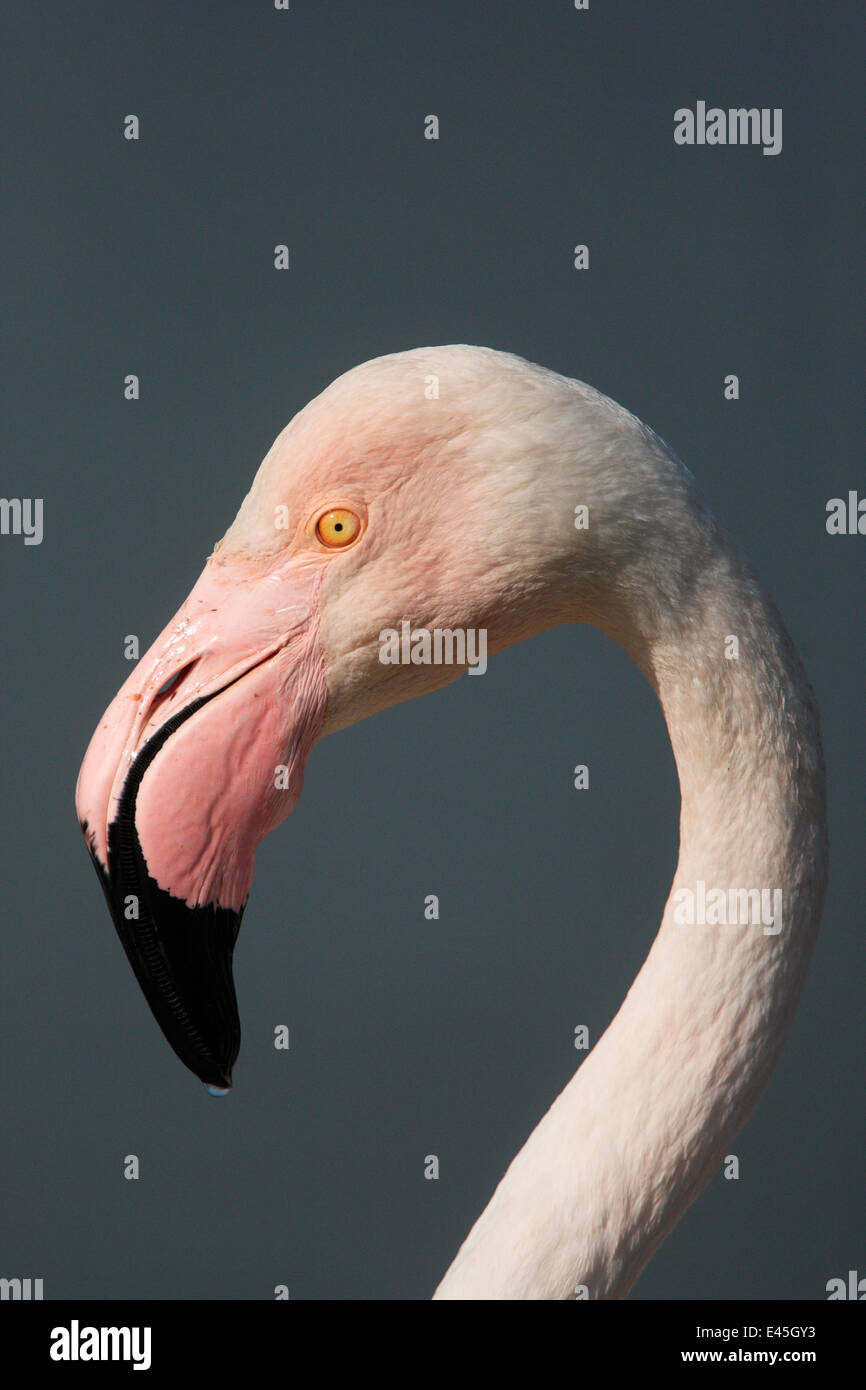 Größere Flamingo (Phoenicopterus Ruber) Porträt, Camargue, Frankreich Stockfoto