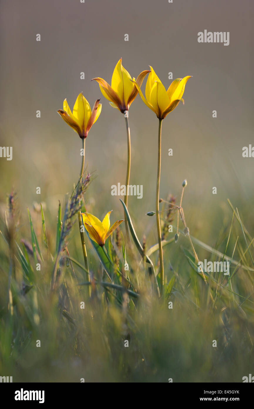 Seltene gelbe Bieberstein Tulpen (Tulipa Biebersteiniana) in Blüte, Rostovsky Nature Reserve, Rostow, Russland, April 2009 Stockfoto