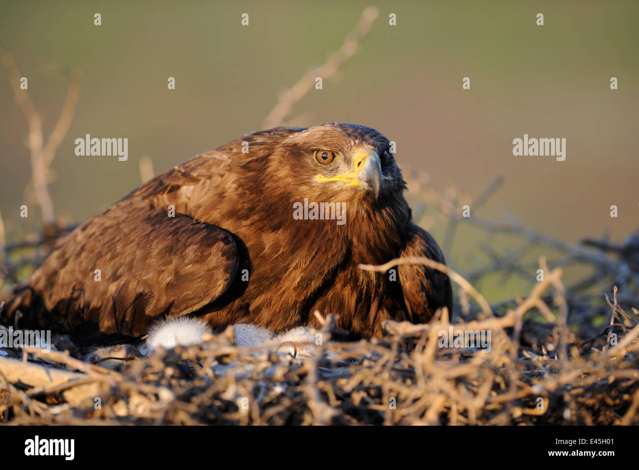 Steppenadler (Aquila Nipalensis) auf Nest mit Küken, Cherniye Zemli (Schwarzerde) Nature Reserve, Kalmückien, Russland, Mai 2009 Stockfoto