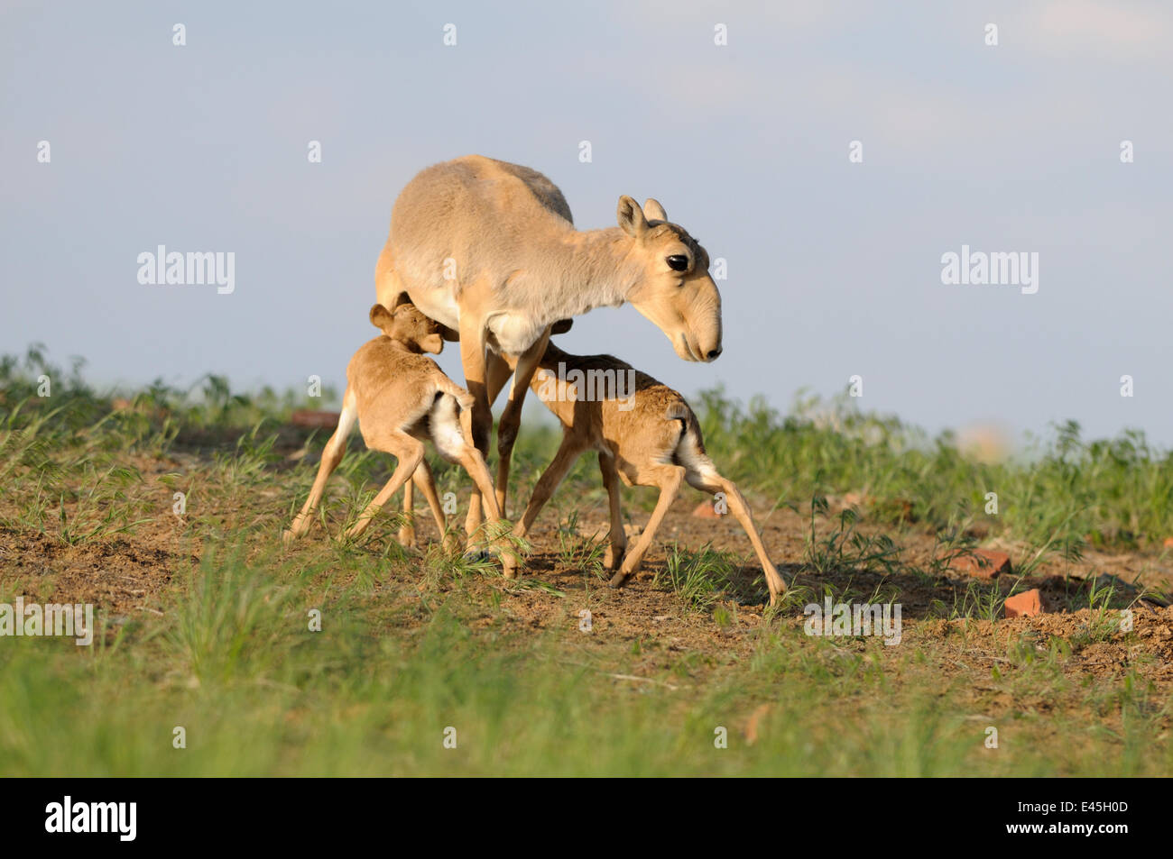 Saiga-Antilope (Saiga Tatarica) mit zwei Kälbern Spanferkel in der Nähe von Cherniye Zemli (Schwarzerde) Nature Reserve, Kalmückien, Russland, Mai 2009 Stockfoto