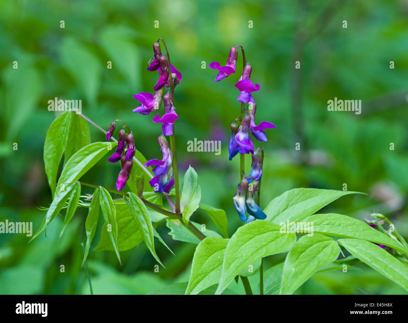 Wicke (Lathyrus man) in Blüte, Matsalu Nationalpark, Estland, Mai 2009 Stockfoto