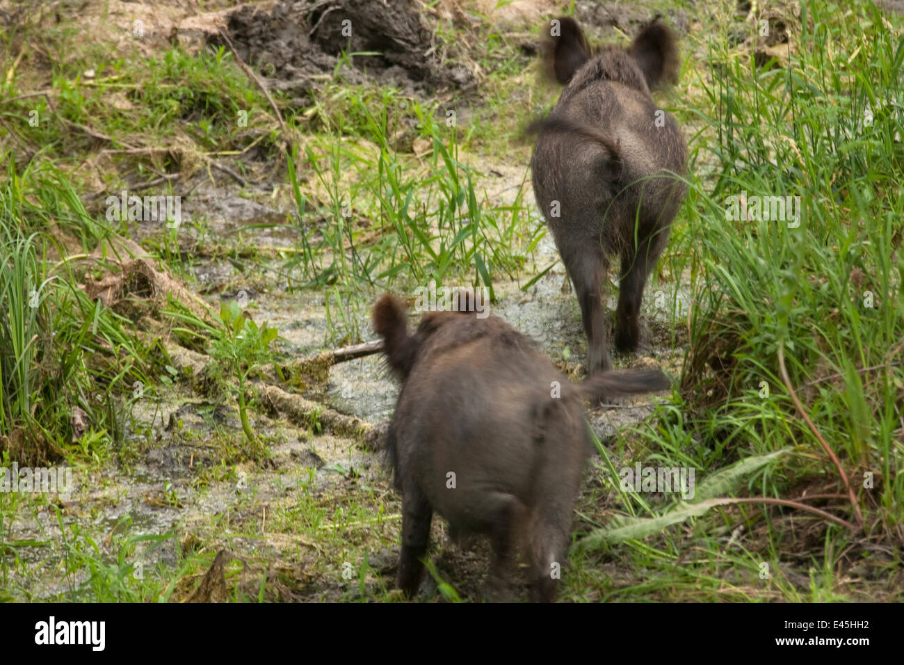 Rückansicht der beiden Wildschweine (Sus Scrofa) überqueren Sumpf, Gornje Podunavlje besondere Naturschutzgebiet, Serbien, Juni 2009 Stockfoto