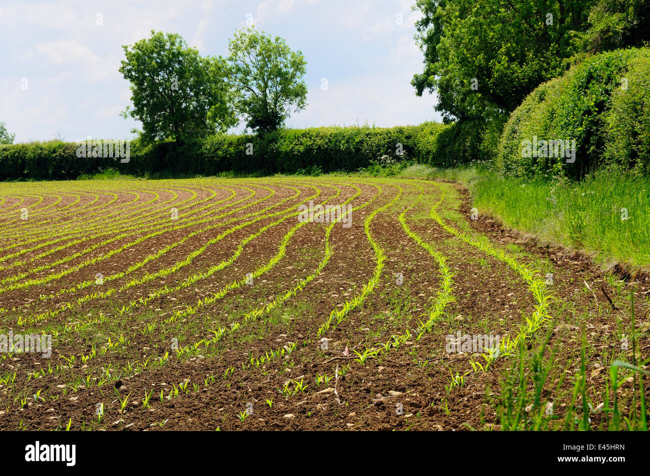 Ackerfläche mit jungen Mais / Sämlinge Mais (Zea Mays) Wiltshire, UK, späten Frühjahr 2009 Stockfoto
