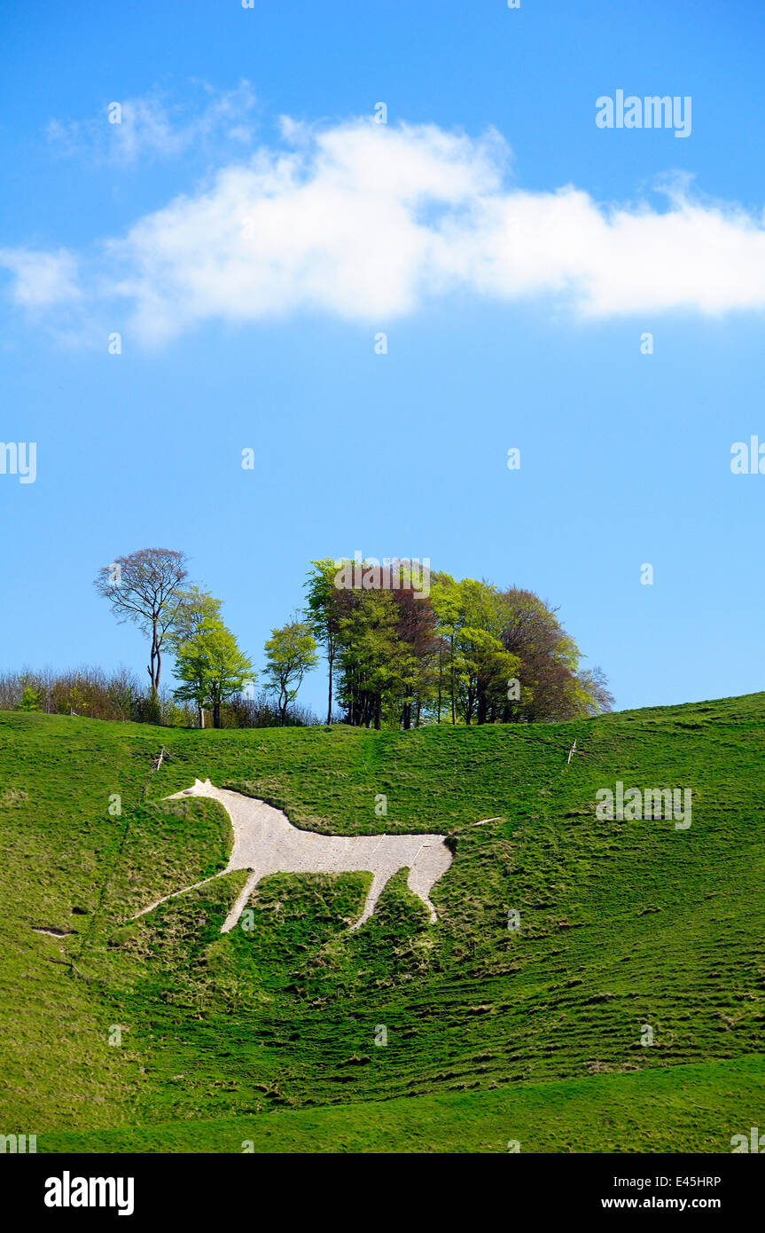 Zuerst schneiden Sie Cherhill White Horse, in Kreide Downland 1780, Wiltshire, UK, Frühjahr 2009 Stockfoto