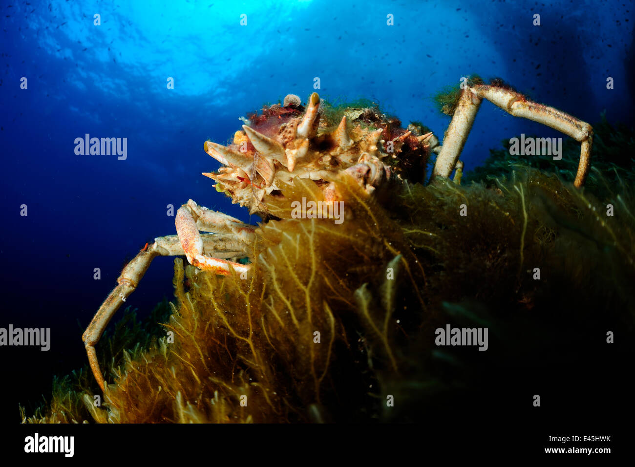 Stachelige Seespinne (Maja Squinado) auf Algen, Malta, Mittelmeer, Mai 2009 Stockfoto