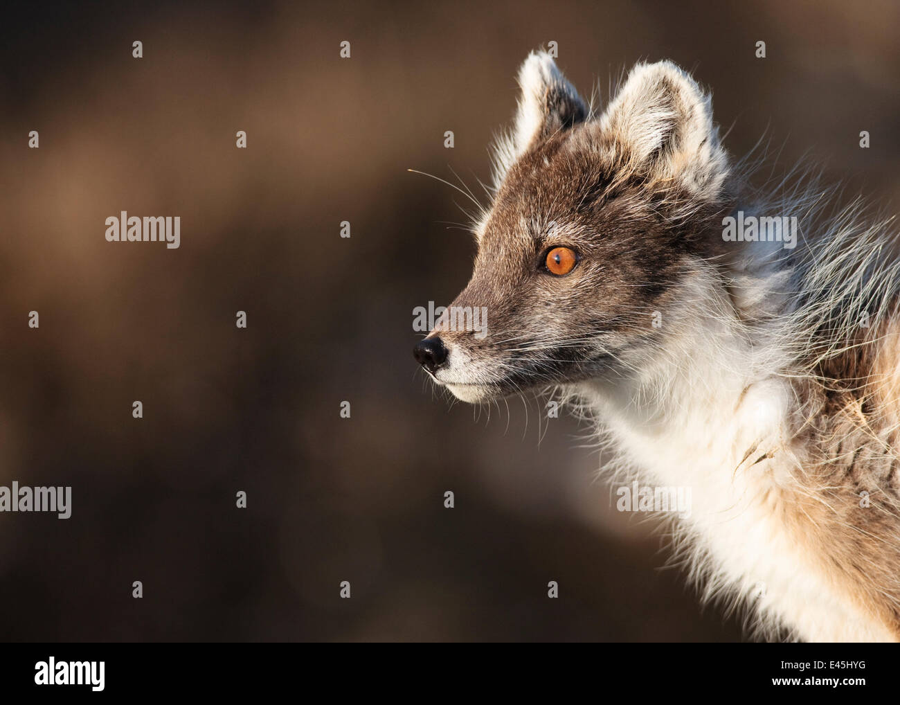 Polarfuchs (Vulpes / Alopex Lagopus) Porträt, Spitzbergen, Svalbard, Norwegen, Juni 2009 Stockfoto