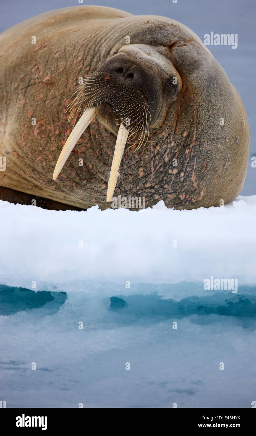 Walross (Odobenus Rosmarus) auf Eis, Spitzbergen, Svalbard, Norwegen, Juni 2009 Stockfoto