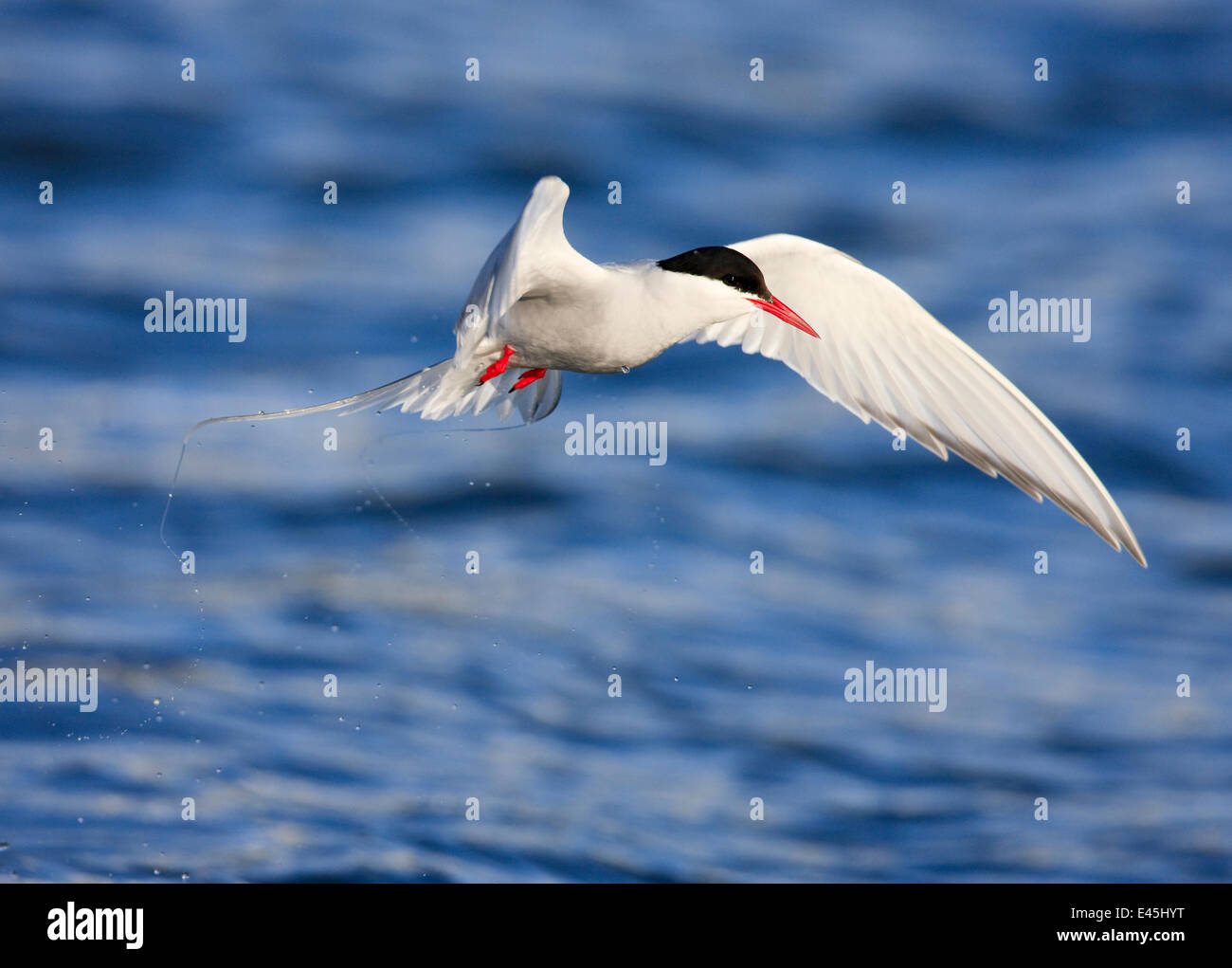 Küstenseeschwalbe (Sterna Paradisaea) im Flug über Wasser, Spitzbergen, Svalbard, Norwegen, Juni 2009 Stockfoto