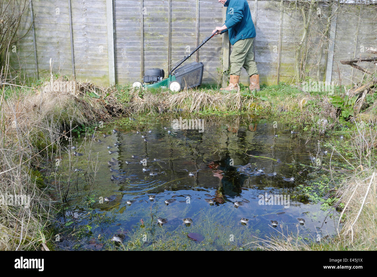 Gärtner Mähen Rand der Gartenteich mit Fröschen Zucht im Vordergrund, Norfolk, UK, März. -Modell veröffentlicht. Stockfoto