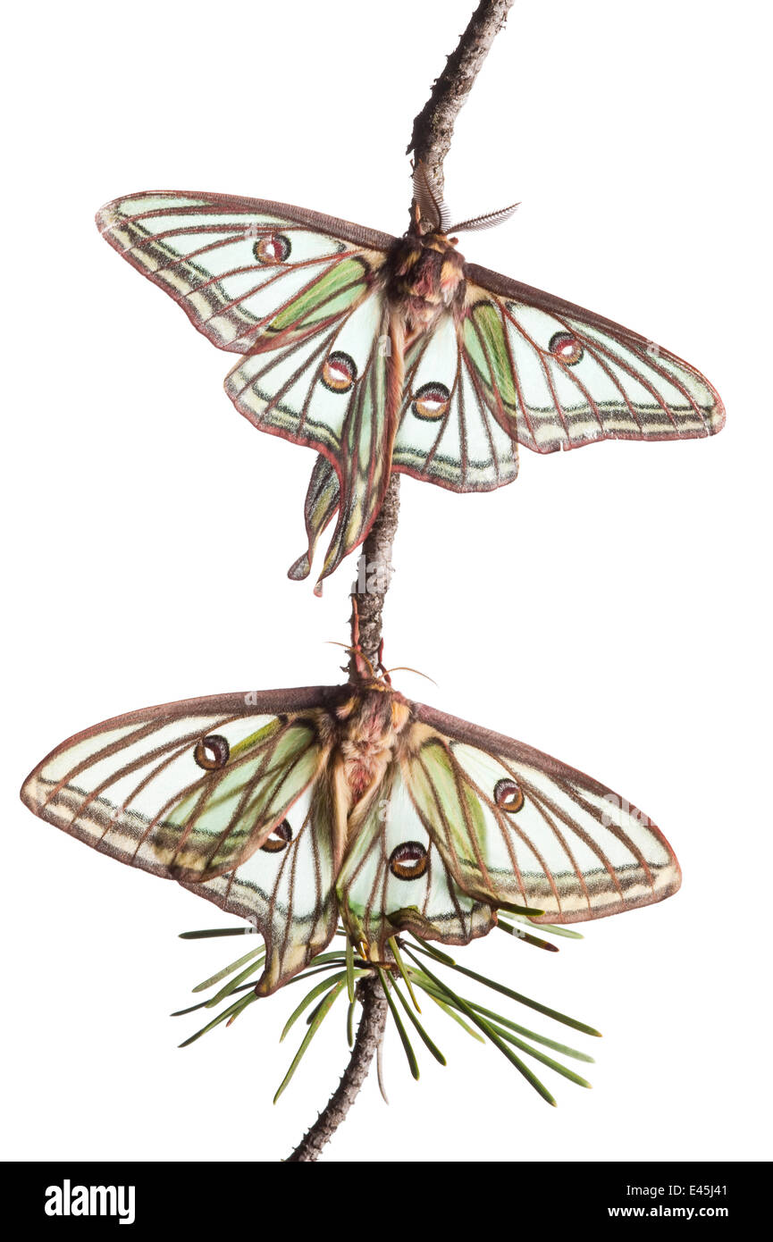 Paar von spanischen Luna / isabellinische Nachtfalter (Graellsia Isabellina) auf Zweig, Naturpark Queyras, Frankreich, Mai 2009 Stockfoto