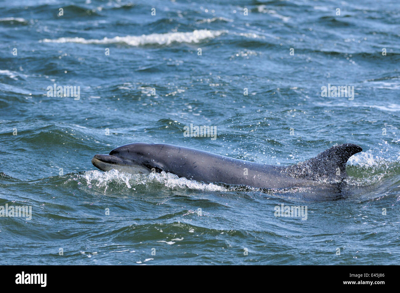 Bottlenosed Delphin (Tursiops Truncatus) auftauchen, Moray Firth, Nr Inverness, Schottland, April 2009 Stockfoto