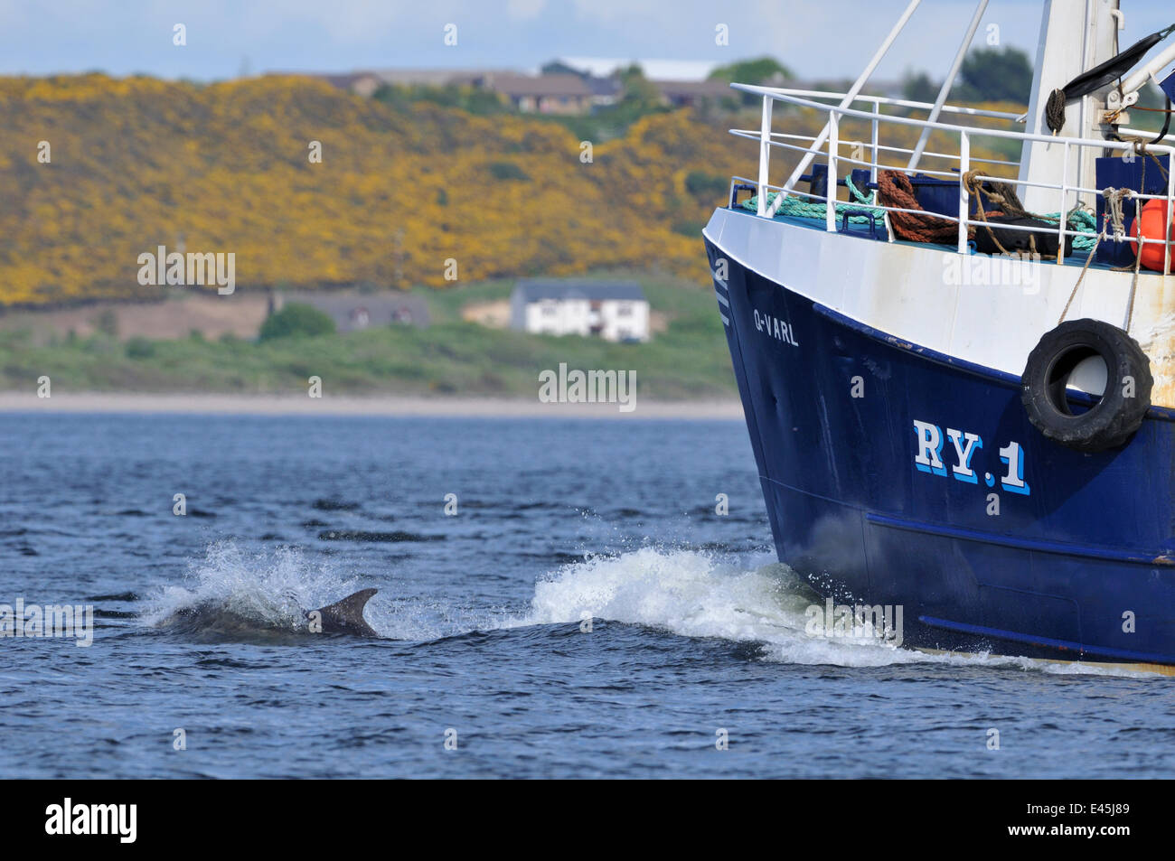 Bottlenosed Delphin (Tursiops Truncatus) Bogen Reiten Fischerboot, Moray Firth, Nr Inverness, Schottland, Mai 2009 Stockfoto