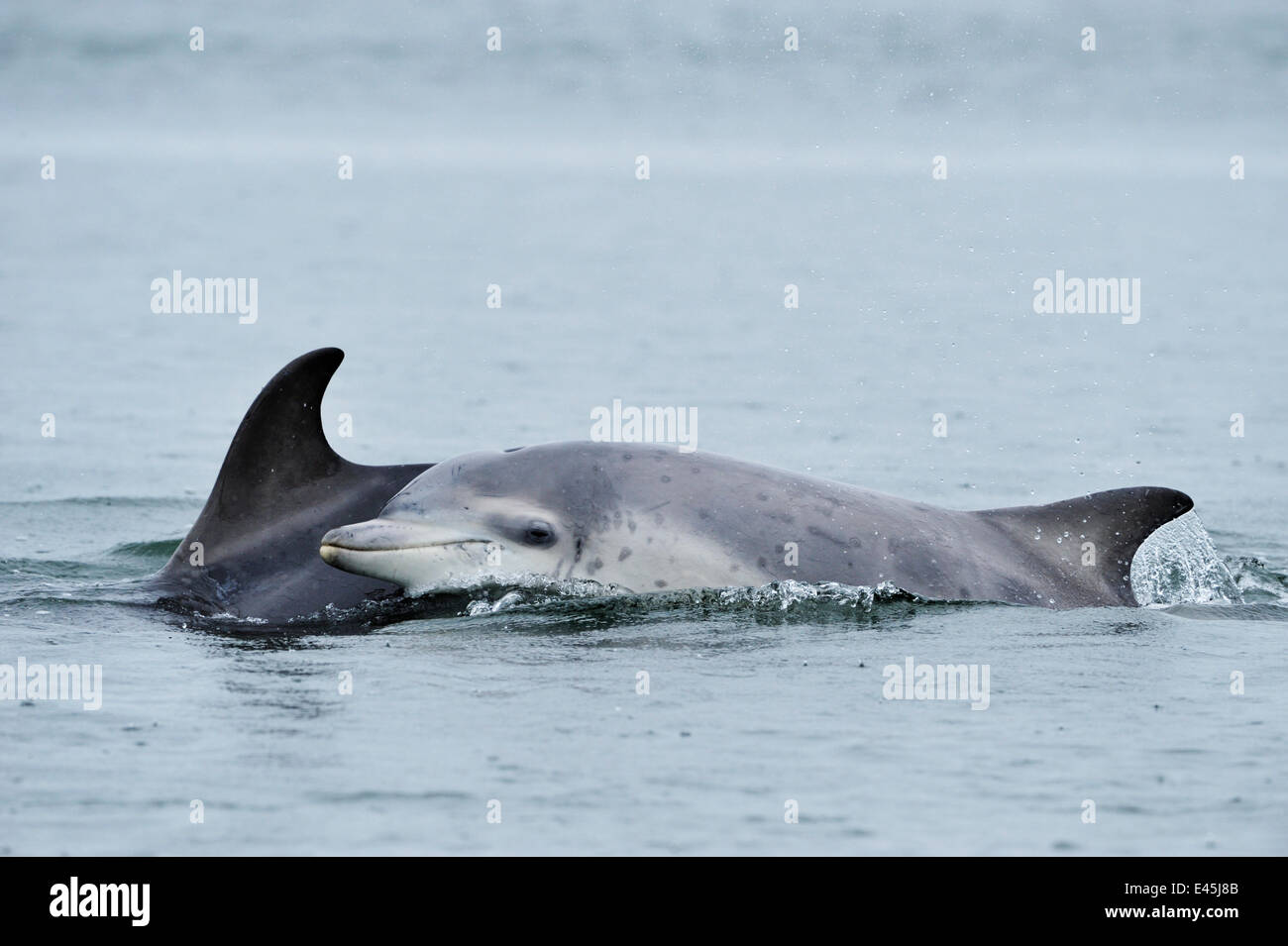 Weibliche Bottlenosed Delphin (Tursiops Truncatus) mit Kalb auftauchen, Moray Firth, Nr Inverness, Schottland, Mai 2009 Stockfoto