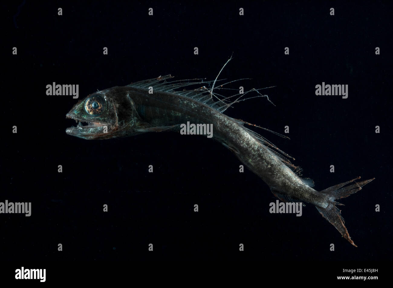 Lancetfish {Alepisaurus Brevirostris} von Mid-Atlantic Ridge, Nord-Atlantik Stockfoto