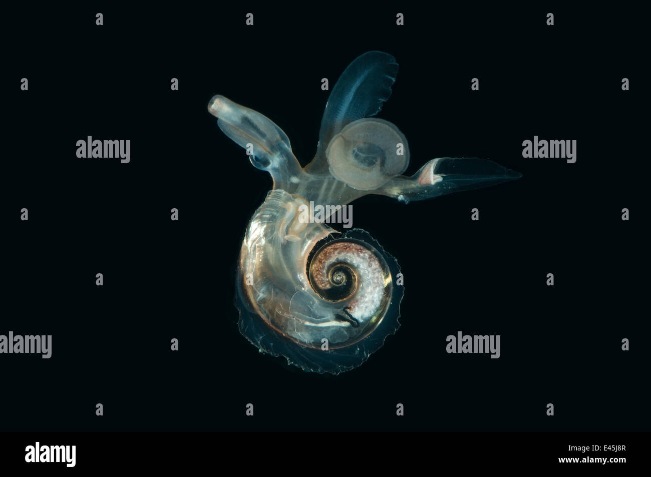 Heteropod Molluske (Atlanta Peroni) zwischen 195-498 m/640-1634 ft, Mid-Atlantic Ridge, Nord-Atlantik Stockfoto