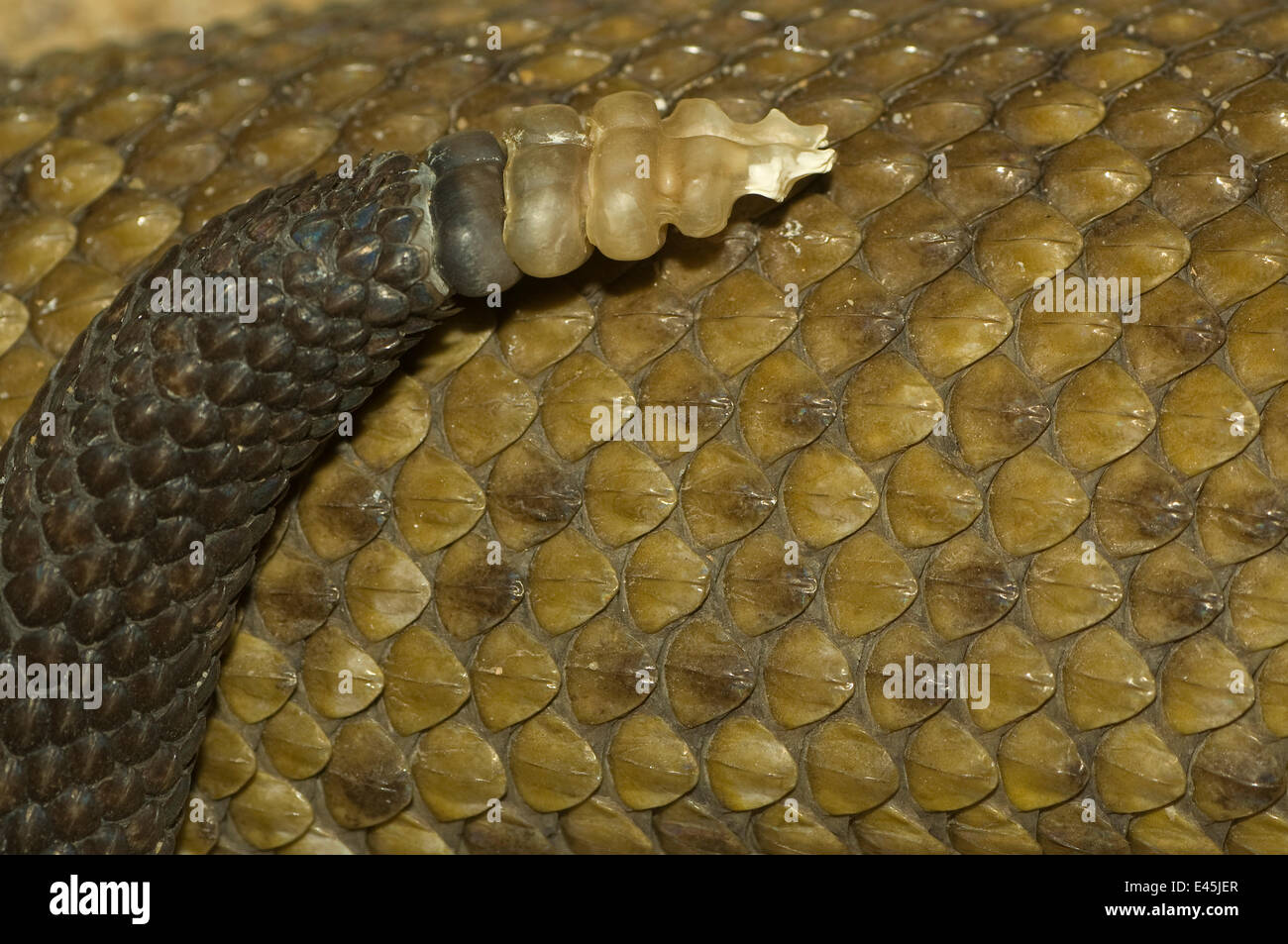 Mexikanische Westküste Rattle Snake {Crotalus Basiliskos} Nahaufnahme von Rattle, Gefangenschaft, aus Mittelamerika Stockfoto
