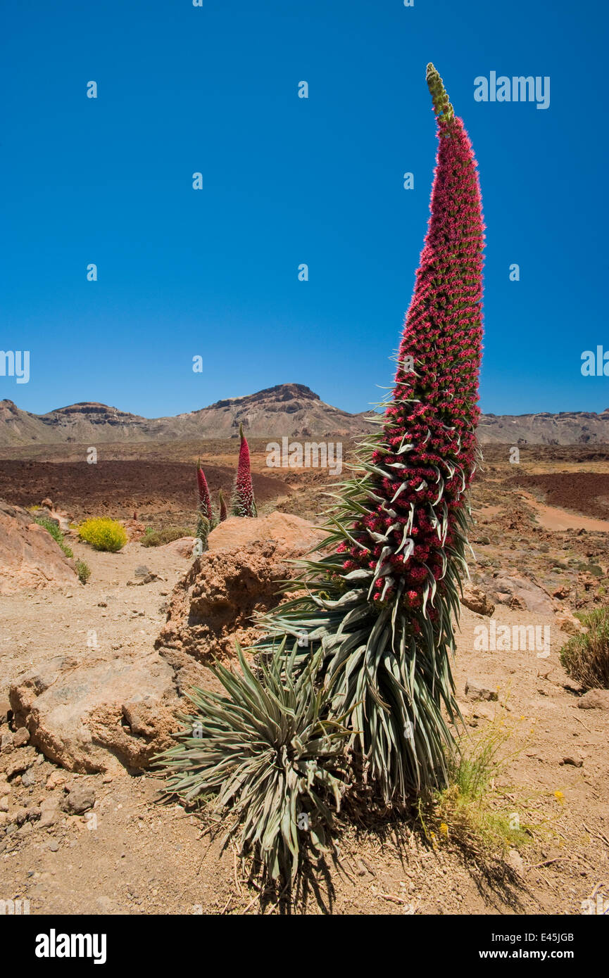 Roter Riese Tajinaste / Mount Teide Bugloss (Echium Wildpretii) Blüte, Nationalpark Teide, Teneriffa, Kanarische Inseln, Mai 2009 Stockfoto