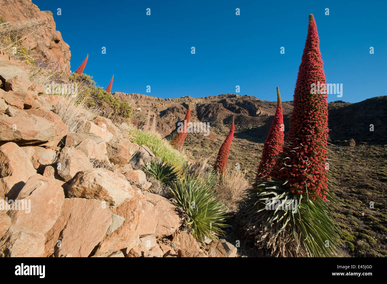 Roter Riese Tajinaste / Mount Teide Bugloss (Echium Wildpretii) Blumen, Nationalpark Teide, Teneriffa, Kanarische Inseln, Mai 2009 Stockfoto