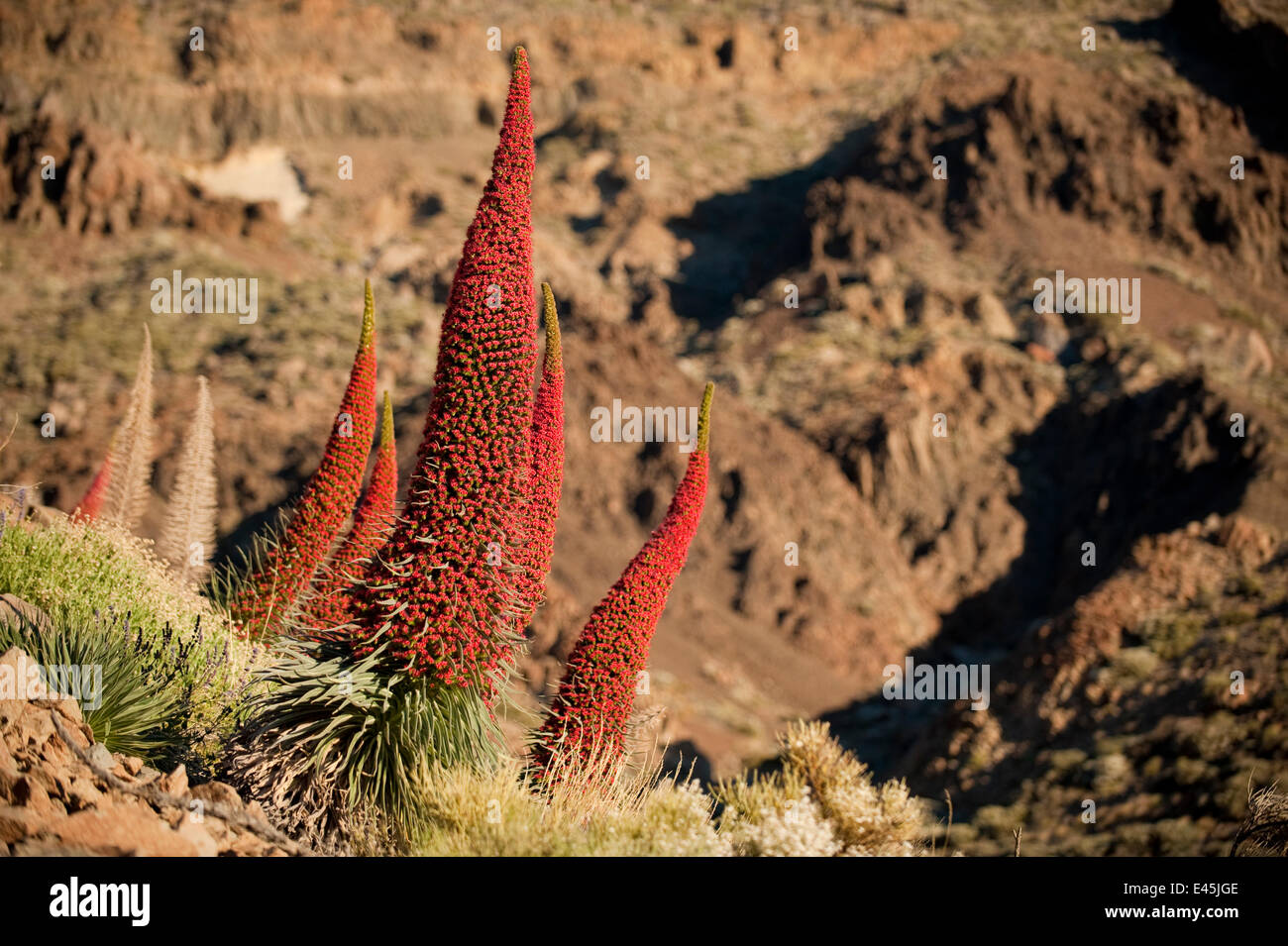 Roter Riese Tajinaste / Mount Teide Bugloss (Echium Wildpretii) Blumen, Nationalpark Teide, Teneriffa, Kanarische Inseln, Mai 2009 Stockfoto