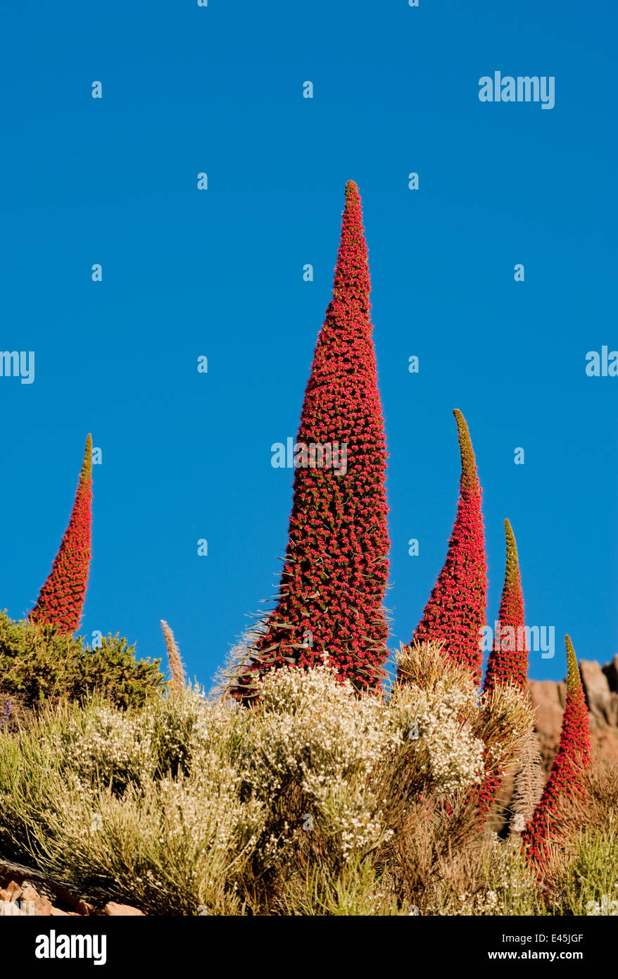 Roter Riese Tajinaste / Mount Teide Bugloss (Echium Wildpretii) Blumen, Nationalpark Teide, Teneriffa, Kanarische Inseln, Mai 2009 Stockfoto