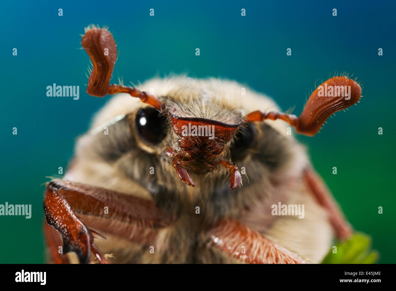 Gemeinsamen Maikäfer / Maikäfer {Melolontha Melolontha} Porträt, UK Stockfoto
