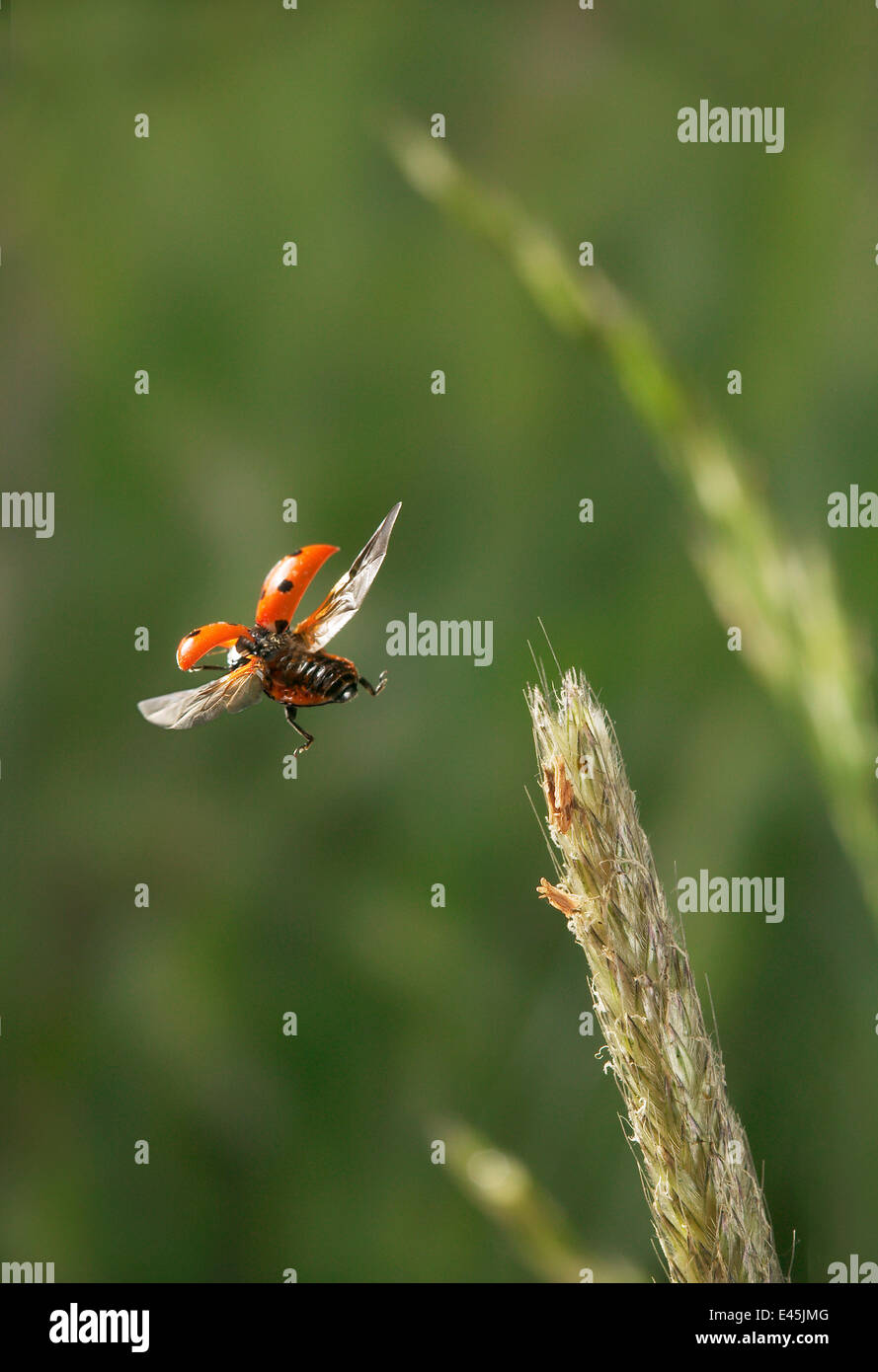 Sieben spot Ladybird {Coccinella Septumpunctata} Abflugort Graskopf, UK Stockfoto