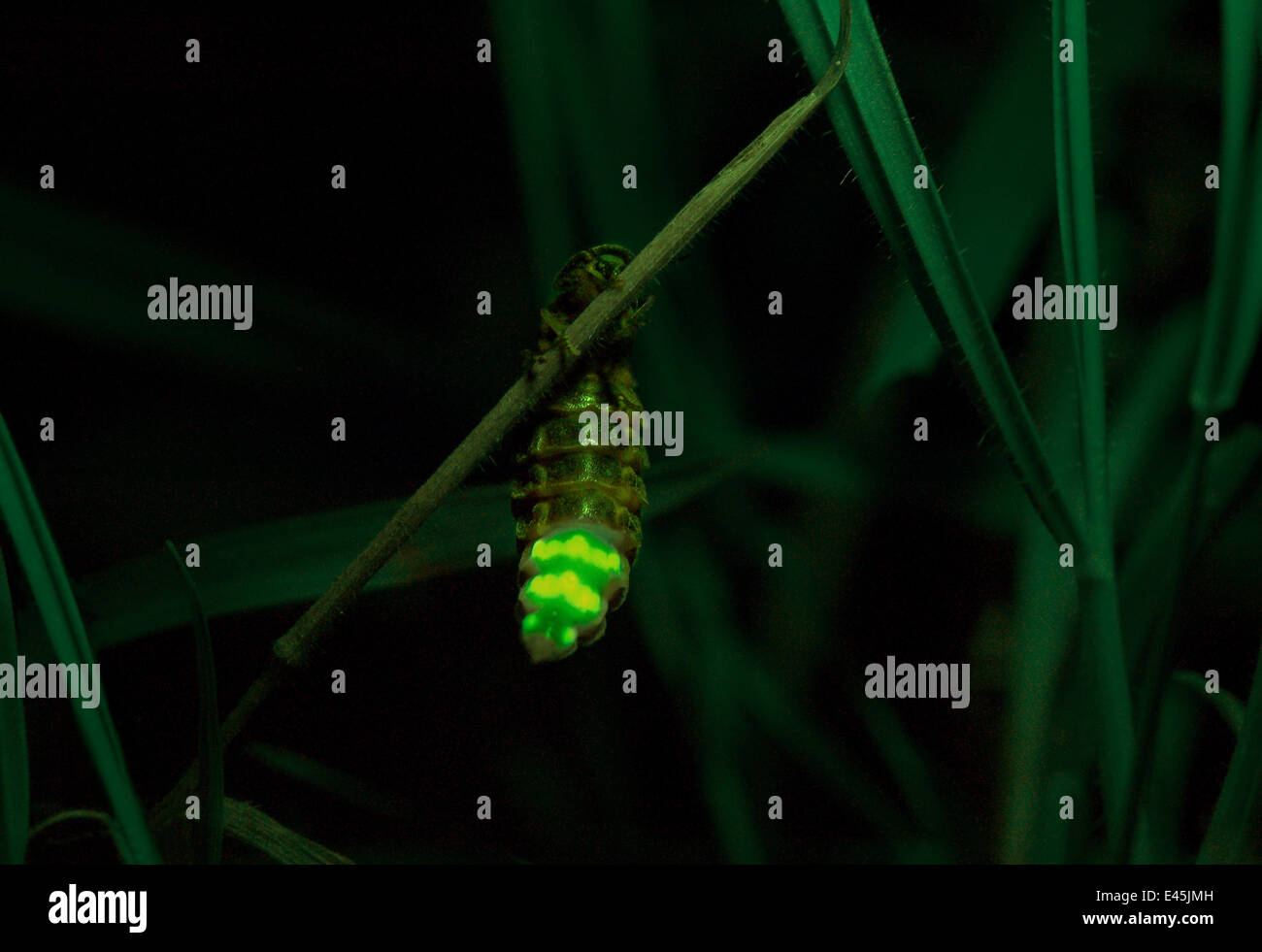 Glühwürmchen (Lampyris Noctiluca) weiblich glühend, UK Stockfoto