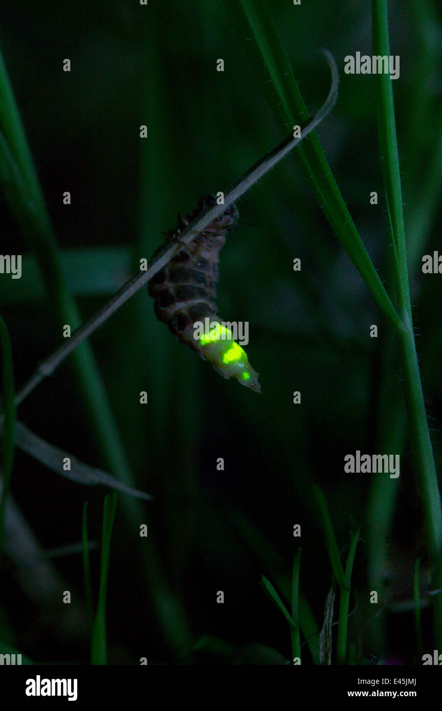 Glühwürmchen (Lampyris Noctiluca) weiblich glühend, UK Stockfoto