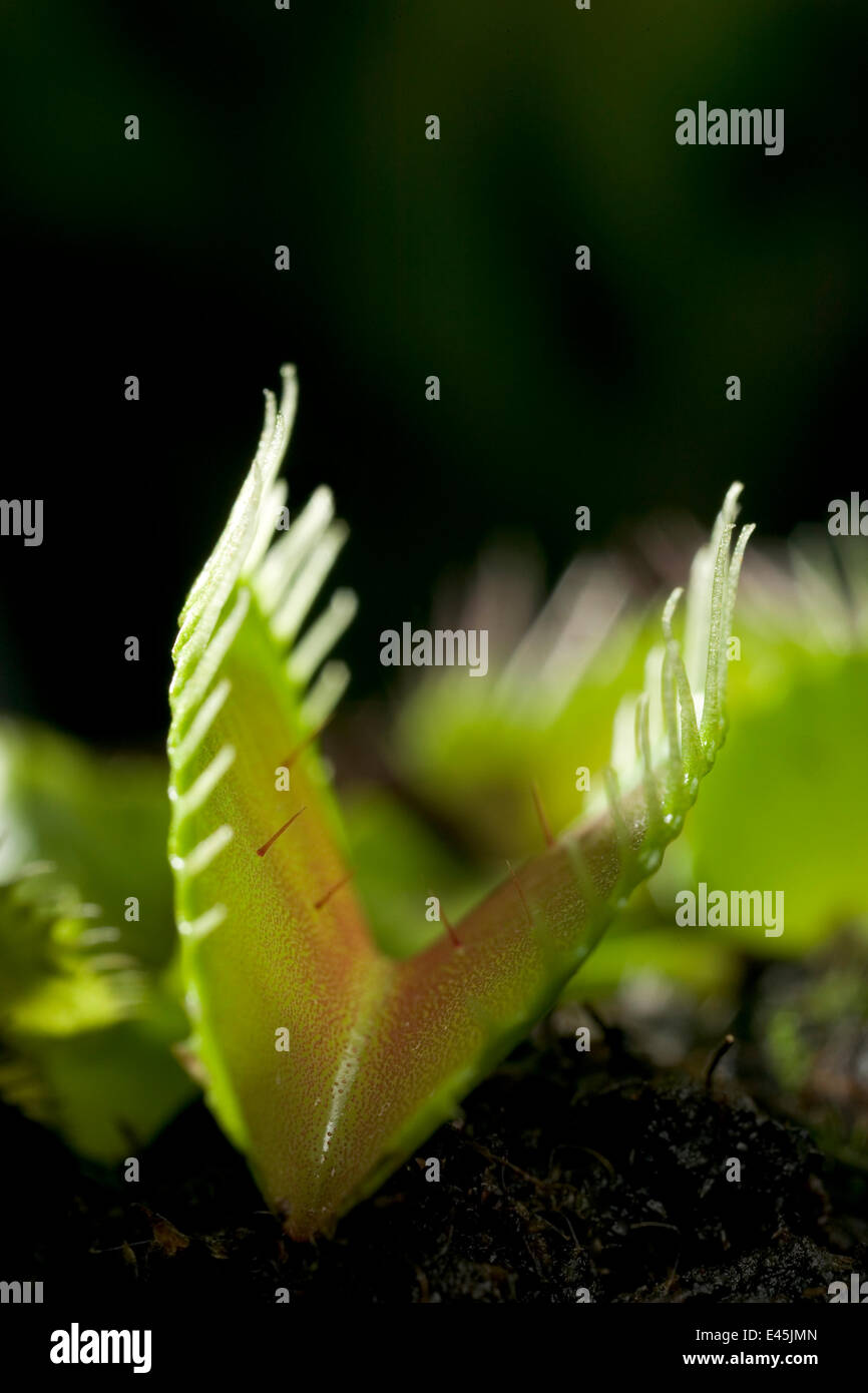 Venus Flytrap {Dionaea Muscipula} zeigt Trigger Haare für den Fang von fliegen, Stockfoto