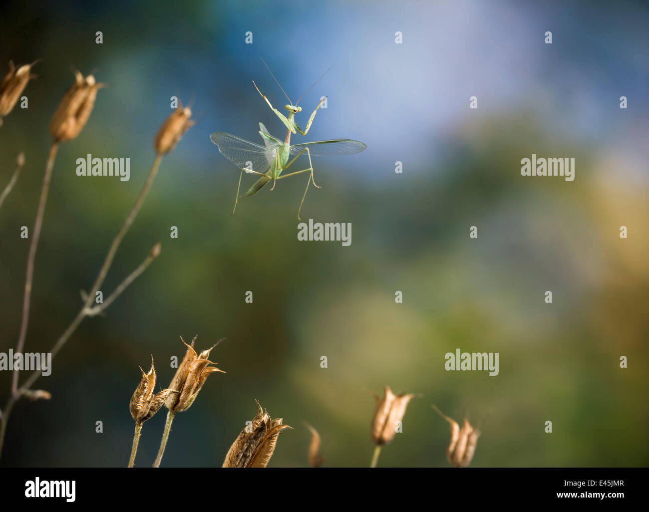 Äthiopische Praying Mantis {Miomantis Abyssinica} im Flug Stockfoto