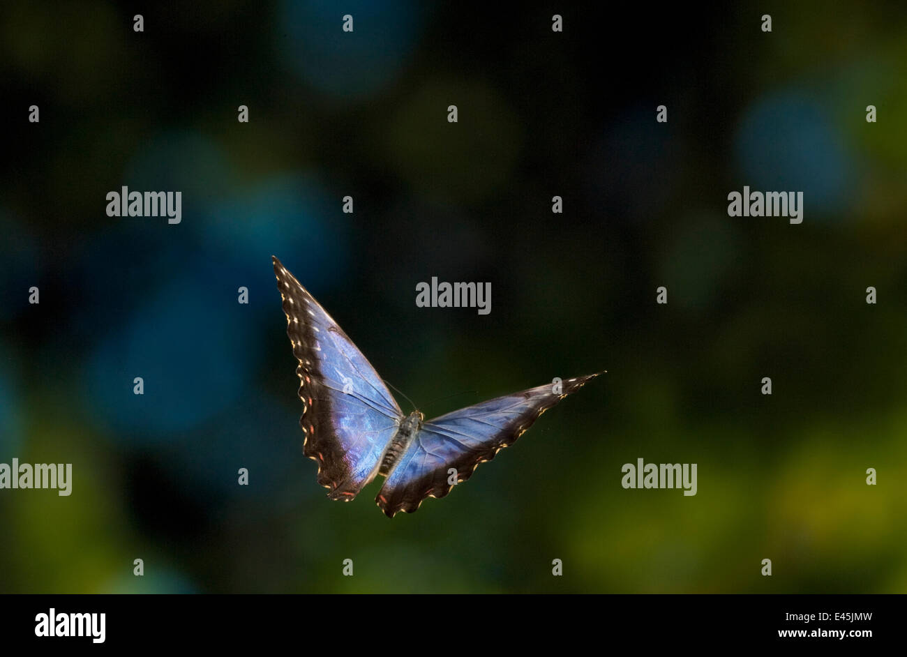 Gemeinsamen Morpho Schmetterling (Morpho Peleides) während des Fluges aus Südamerika Stockfoto
