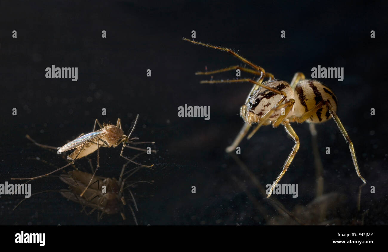 Spucken Spinne (Scytodes Thoracica) nähert sich Mücke am glasig-glänzende Oberfläche, UK Stockfoto