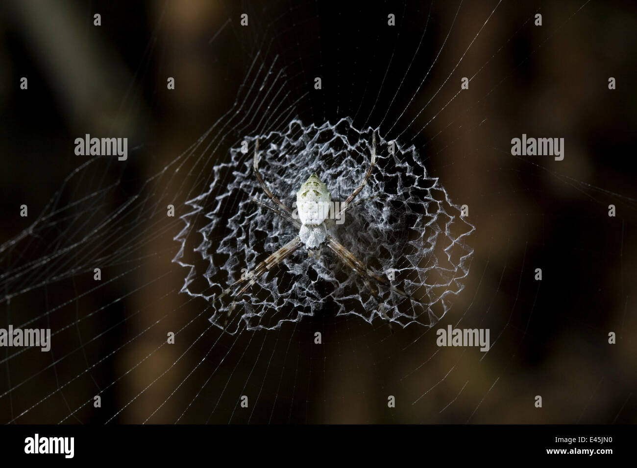 Spinne Silber Wespenspinne (Argiope Argentata) juvenile auf Web zeigt Stabilimentum, Costa Rica Stockfoto