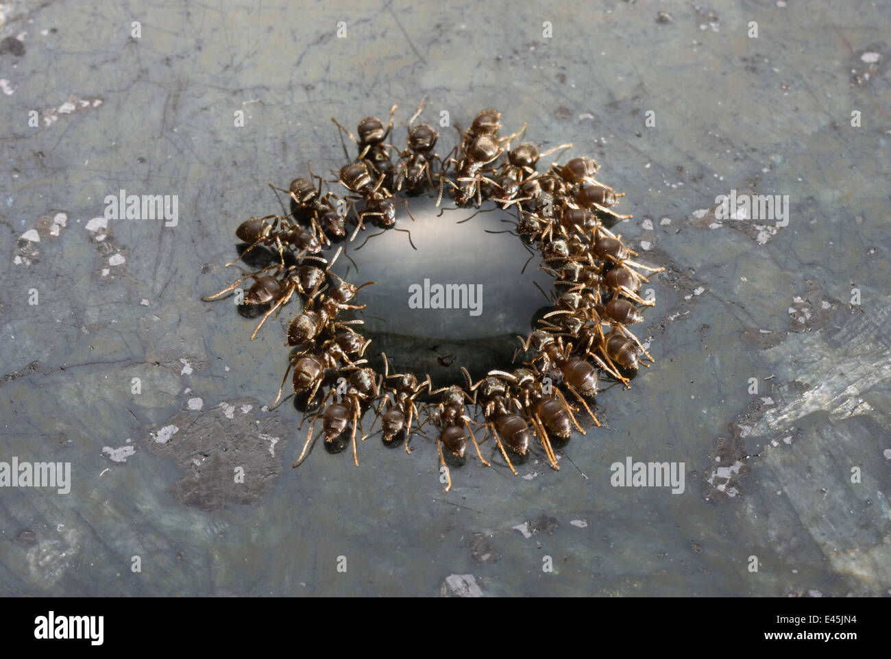 Garten Schwarze Ameisen {Lasius Niger} Fütterung auf Tropfen Sirup auf Granit-Arbeitsfläche, UK Stockfoto