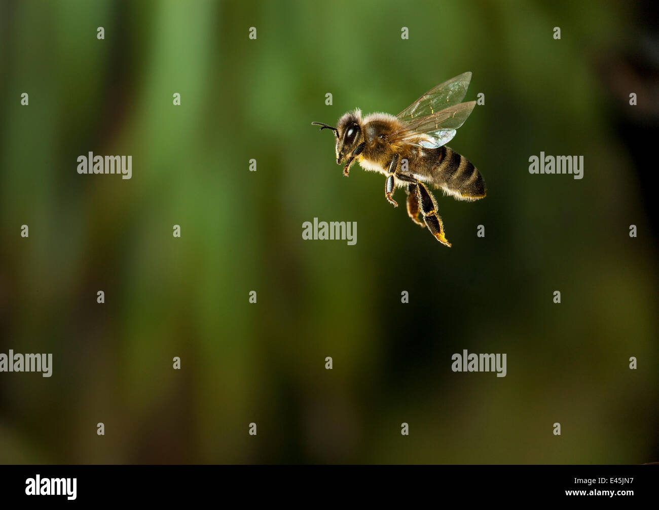Honigbiene (Apis Mellifera) im Flug, UK Stockfoto