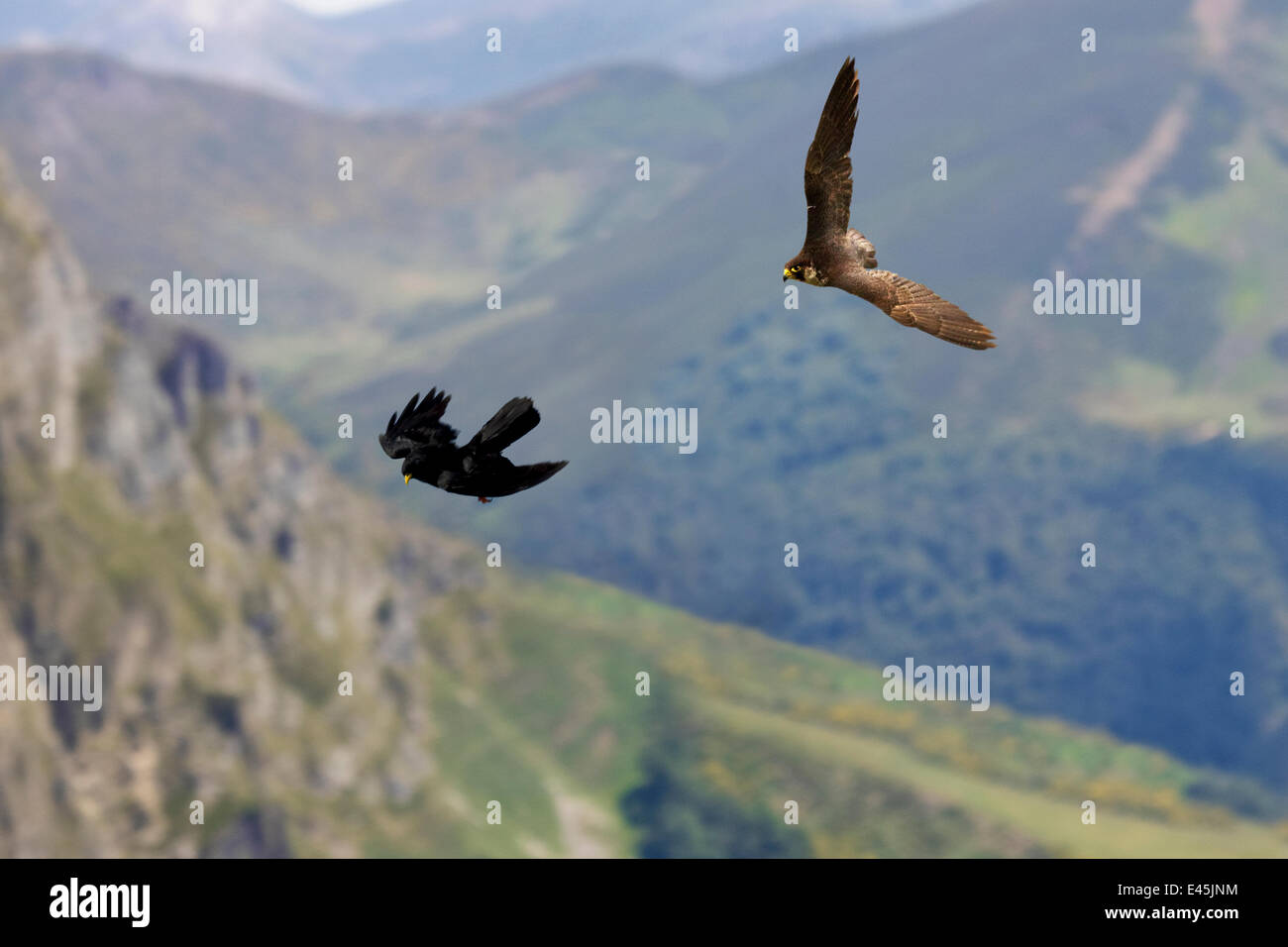 Wanderfalke (Falco Peregrinus) Jagd Alpine Alpenkrähe (Pyrrhocorax Graculus). Pyrenäen, Aragon, Spanien. Stockfoto
