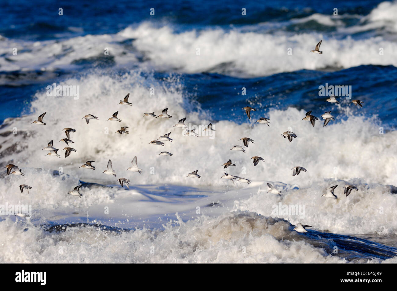 Herde von Sanderling (Calidris Alba) fliegen über eine raue See, Küste von Berwickshire, Schottland, März Stockfoto