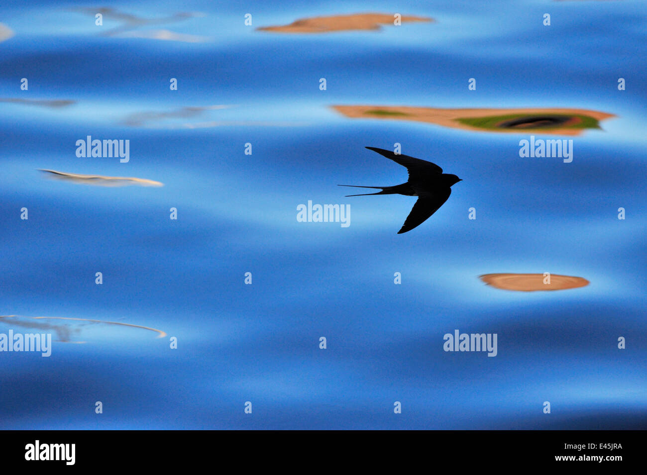 Silhouette der Rauchschwalbe (Hirundo Rustica) fliegen über dem Wasser, hawking für Insekten, Berwickshire, Schottland, UK, Juli Stockfoto