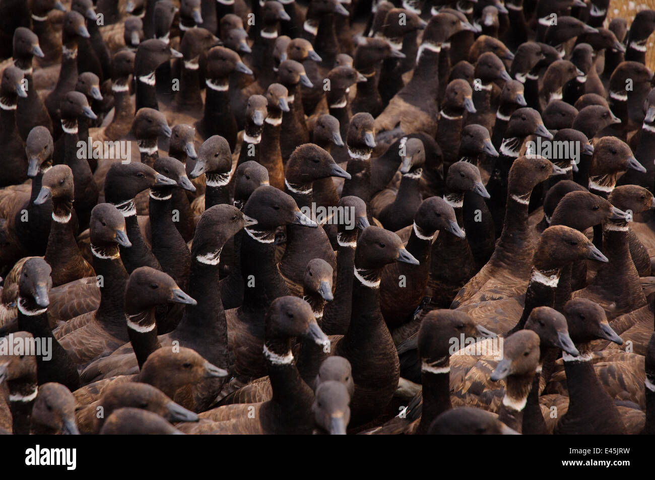 Häutung Brant (Branta Bernicla) statt im Gehäuse während einer banding Operation in das spezielle Teshekpuk Seengebiet. Während ihrer Häutung sind sie nicht in der Lage zu fliegen. Arktische Küstenebene, Alaska, USA Stockfoto