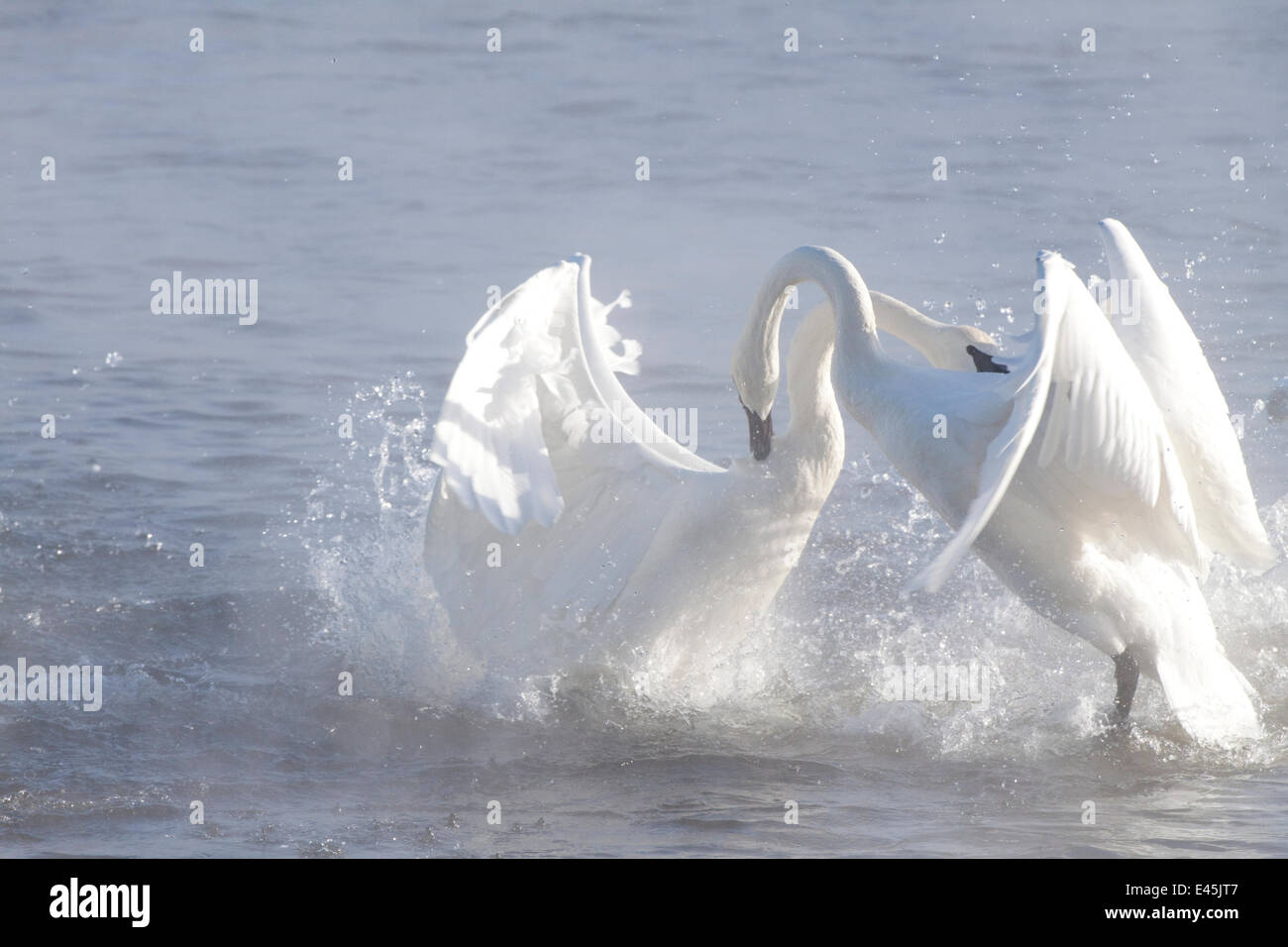 Trumpeter Schwäne (Cygnus Buccinator) im Winter Morgennebel, zeigen Aggressionen während der Balz Verhalten, Mississippi River, Minnesota, USA, Februar Stockfoto