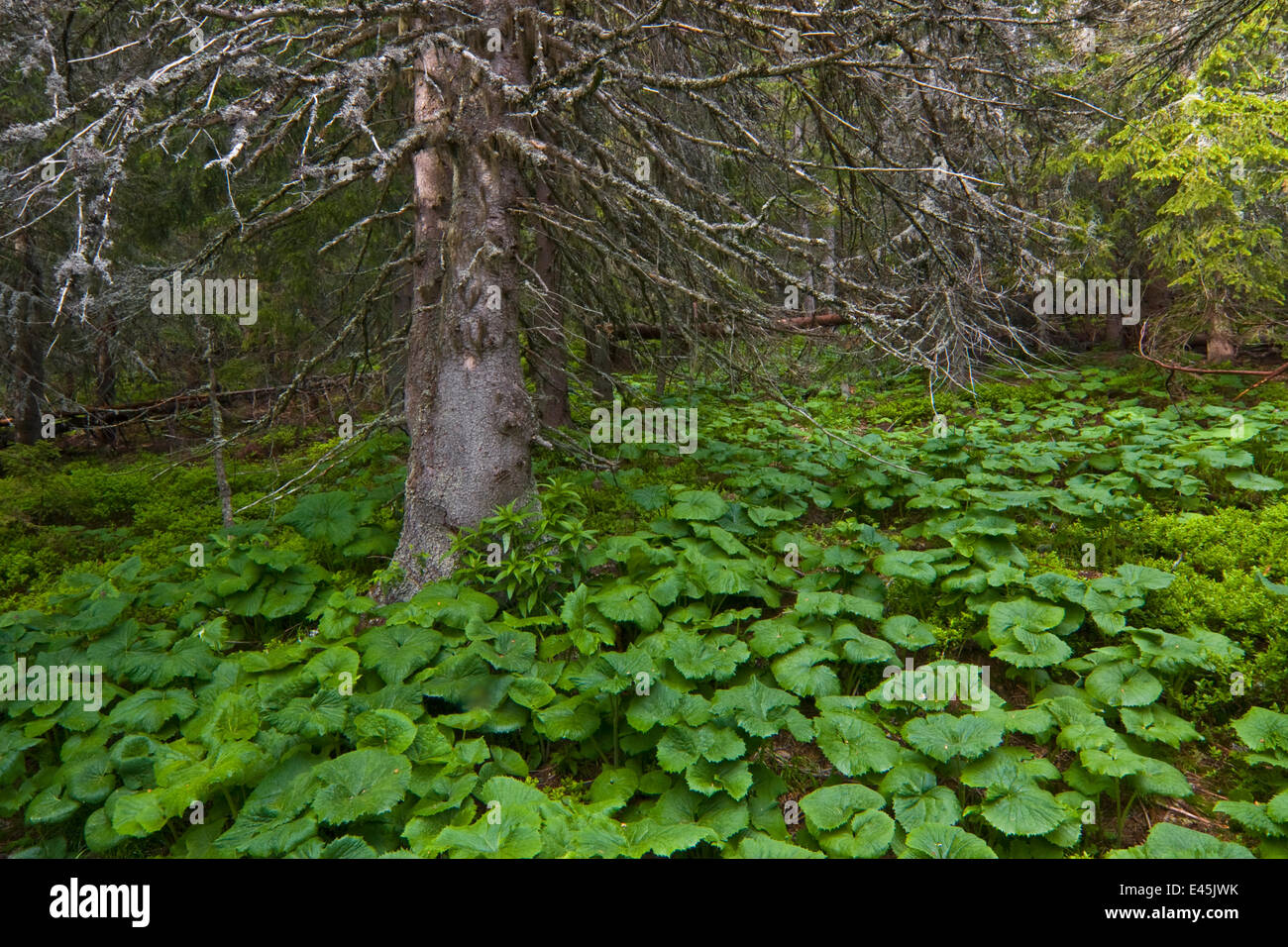 Alten Fichte (Picea Abies) Baum mit Pestwurz (Petasites Albus) wächst unter ihm, westliche Tatra, Karpaten, Slowakei, Juni 2009 Stockfoto