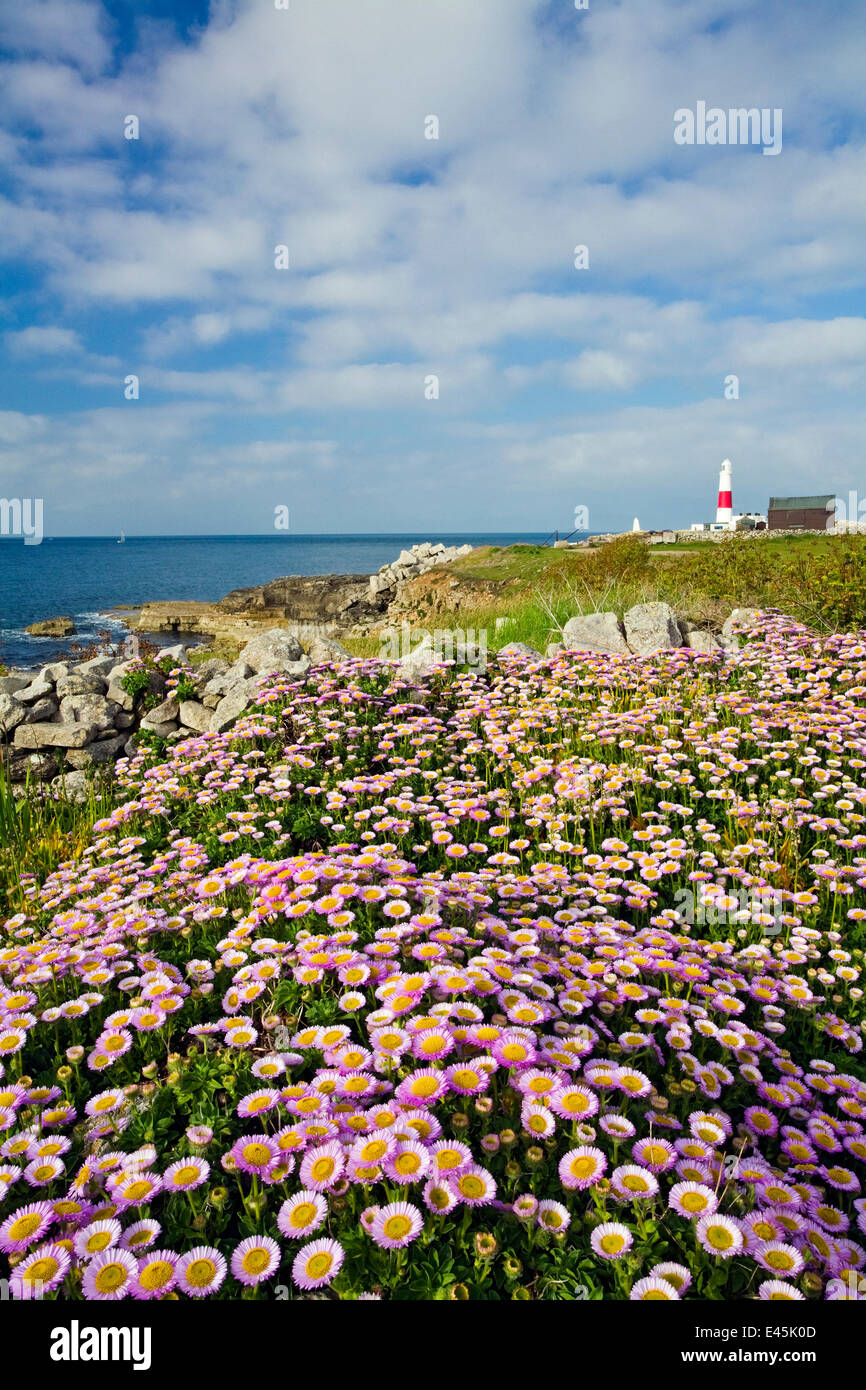 Blühende Berufkraut (Erigeron Glaucus) mit Portland Bill Leuchtturm in der Ferne, Isle of Portland, Dorset, England, Juni 2006 Stockfoto