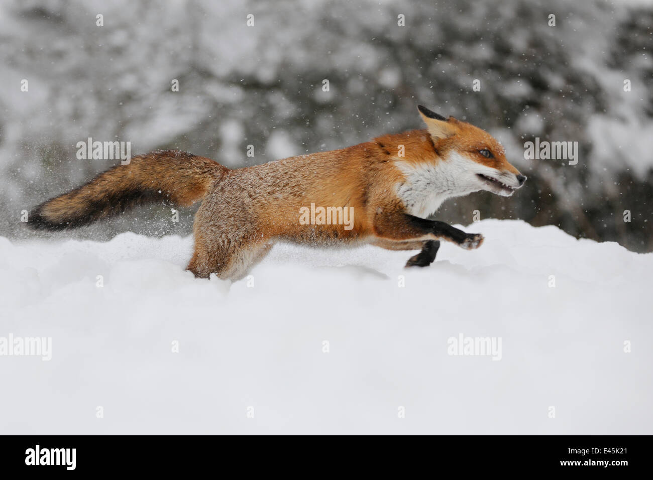 Red fox vulpes vulpes running Stockfotos und -bilder Kaufen - Alamy