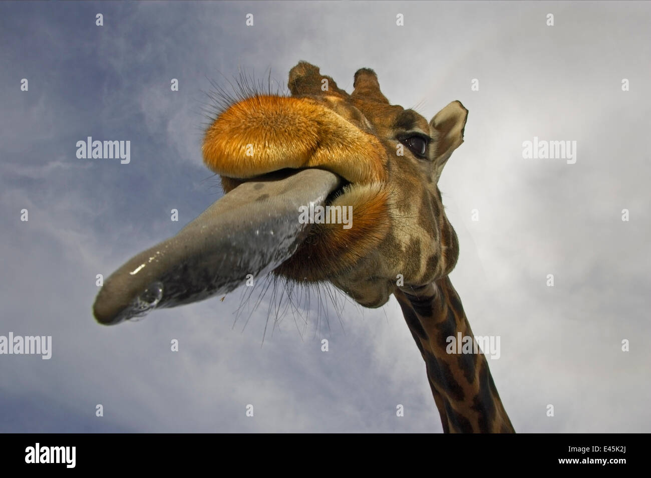 Masai-Giraffe (Giraffa Plancius Tippelski) zeigt lange Zunge, in Gefangenschaft, Marwell Zoo, UK Stockfoto
