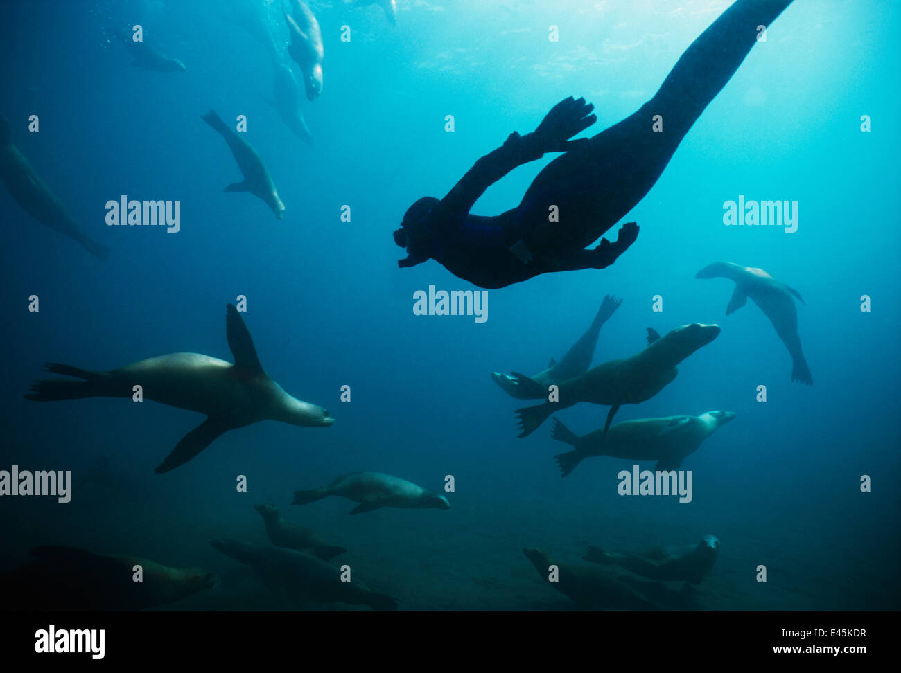 Freitaucher Schwimmen unter kalifornischen Seelöwen (Zalophus Californianus) Anacapa Island, Kalifornien, Pacific Ocean Modell veröffentlicht Stockfoto