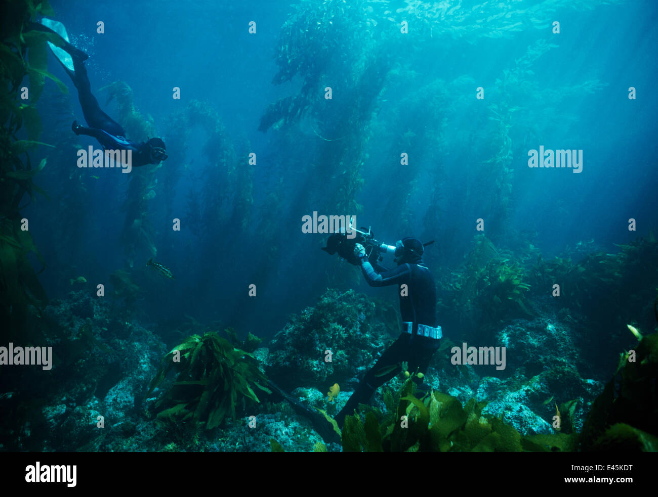 Mann filmt seine Tochter Freitauchen unter Giant Kelp Forest, Anacapa Island, Kalifornien, Pazifischen Ozean. -Modell veröffentlicht. Stockfoto