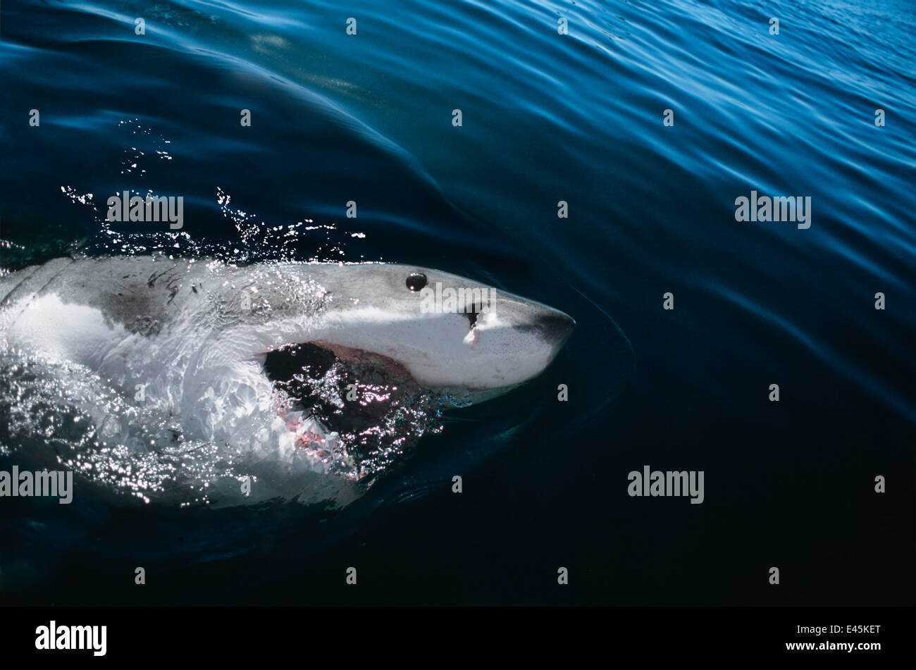 Weißer Hai (Carcharodon Carcharias) Belag mit Mund öffnen, Dyer Island, South Africa, Atlantik. Stockfoto