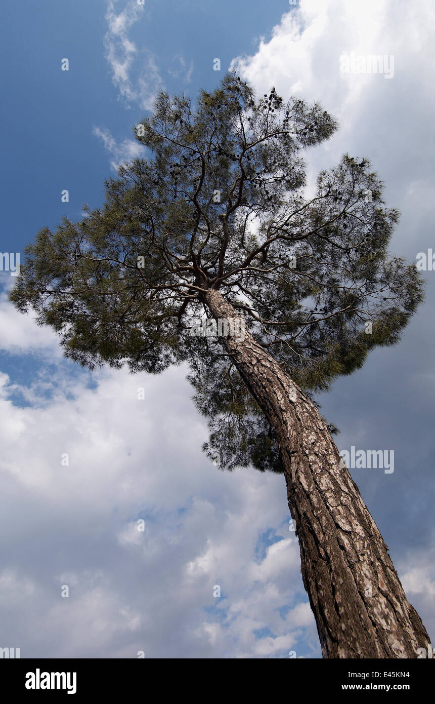 Europäische Schwarzkiefer (Pinus Nigra) Trodos Berge, Zypern, Mai 2009 Stockfoto