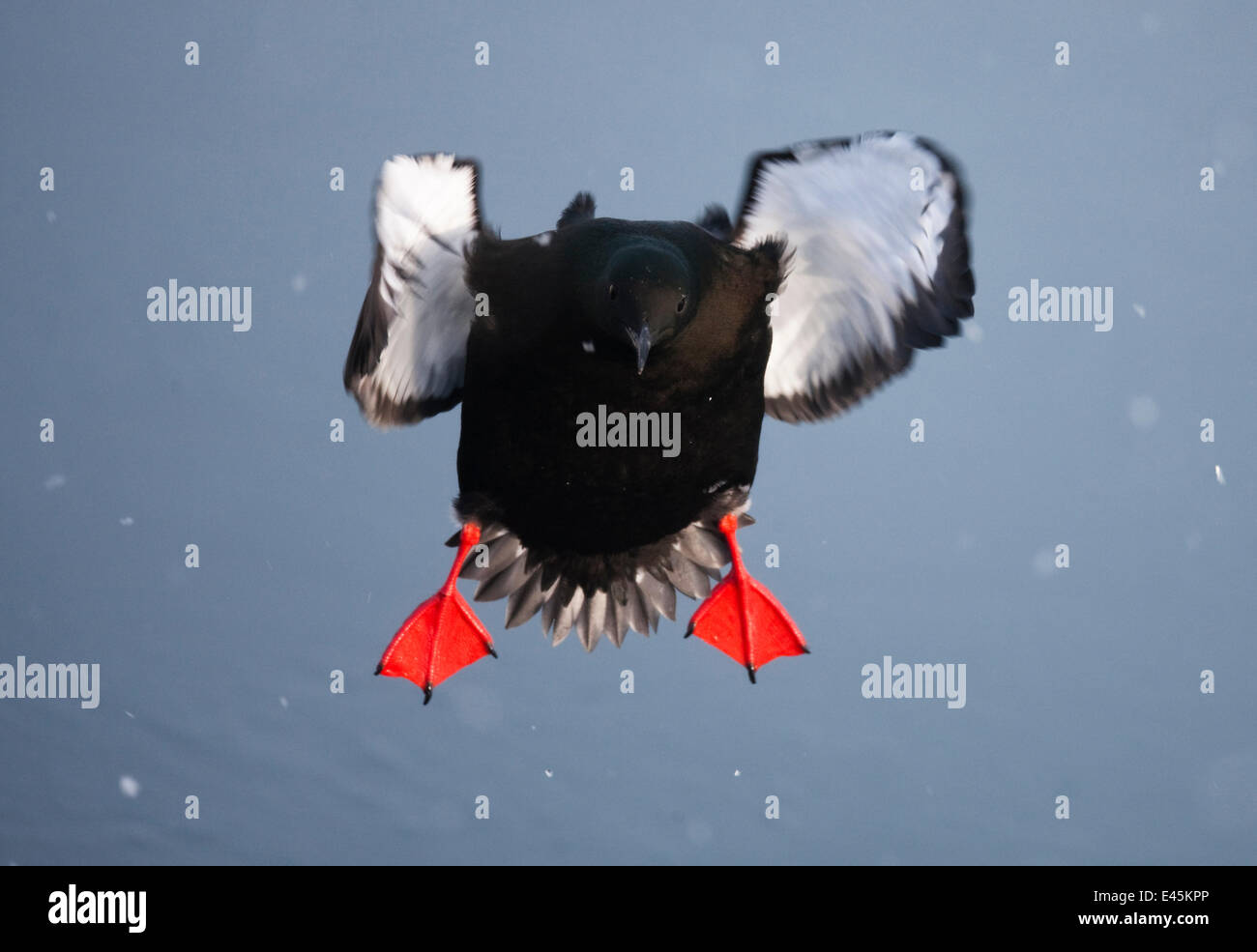 Schwarzen Guillemot (Cepphus Grylle) im Flug über Wasser, Spitzbergen, Svalbard, März 2009 Stockfoto