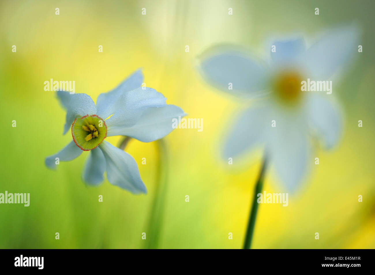 Dichter Narzisse (Narcissus Poeticus) Blumen, Piano Grande, Nationalpark Monti Sibillini, Umbrien, Italien, Mai 2009 Stockfoto